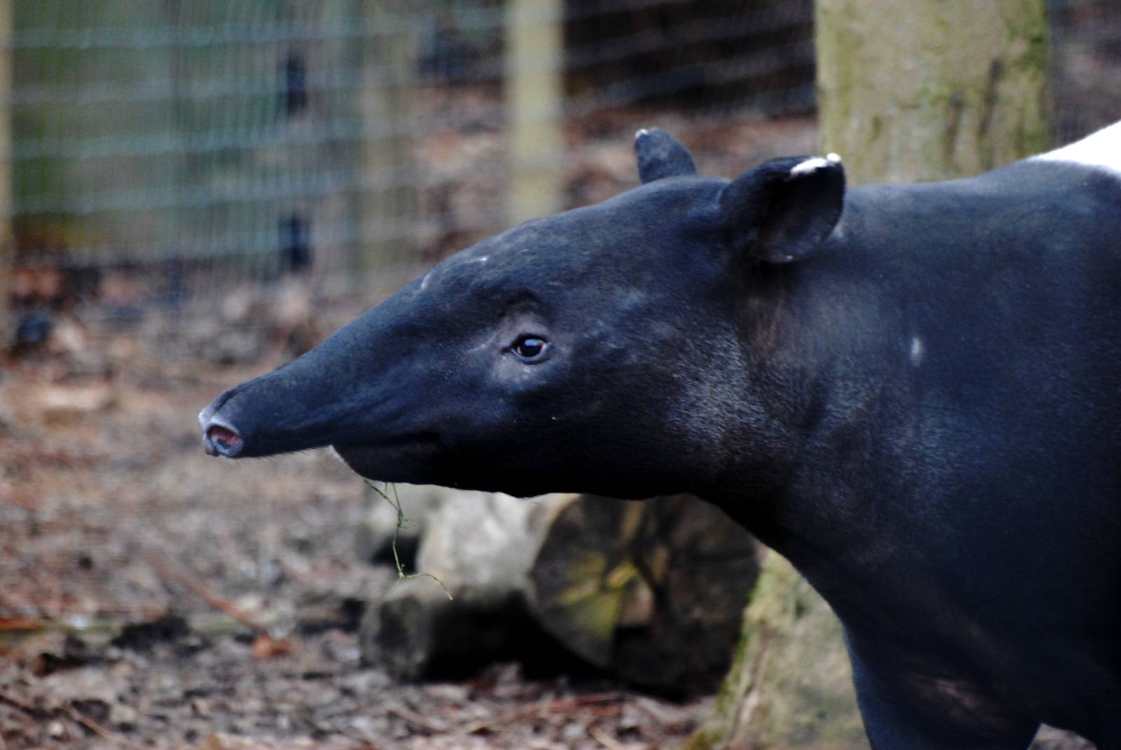 Malayan Tapir at Chester, 24/02/13