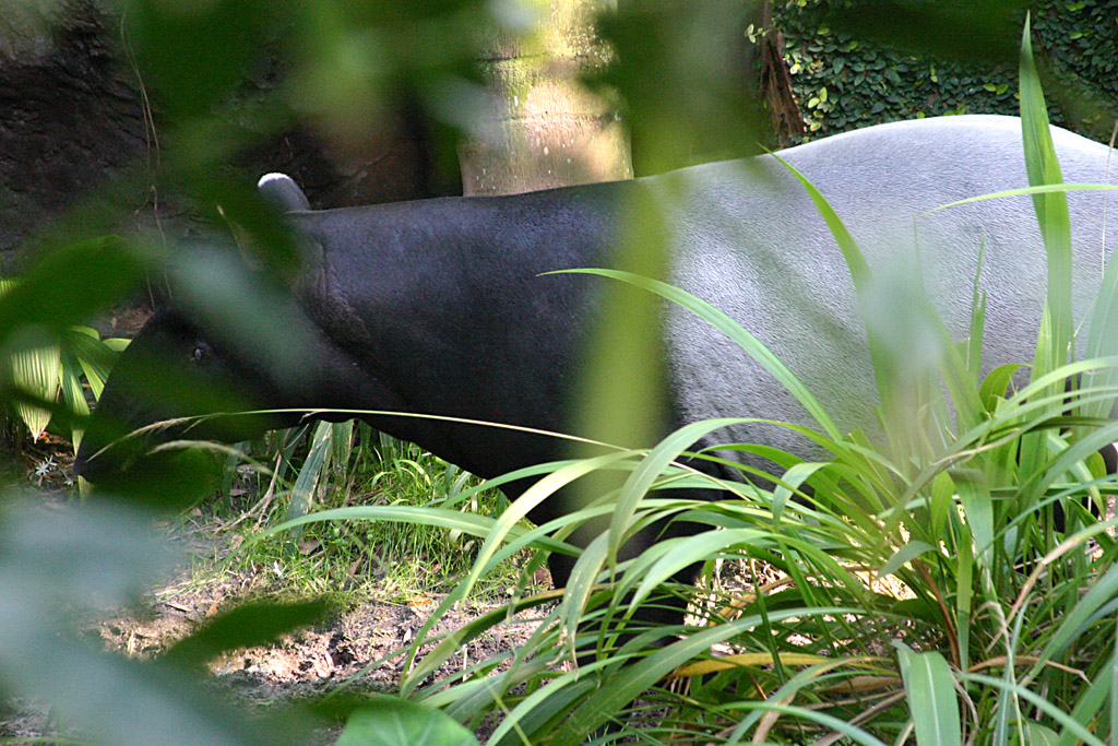 Malayan Tapir at Disneys Animal Kingdom 22/03/05