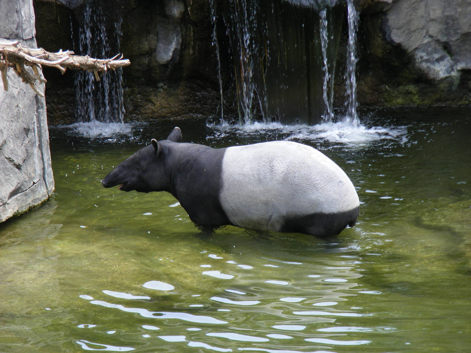 Malayan tapir at Fuengirola Zoo, 30 April 2009