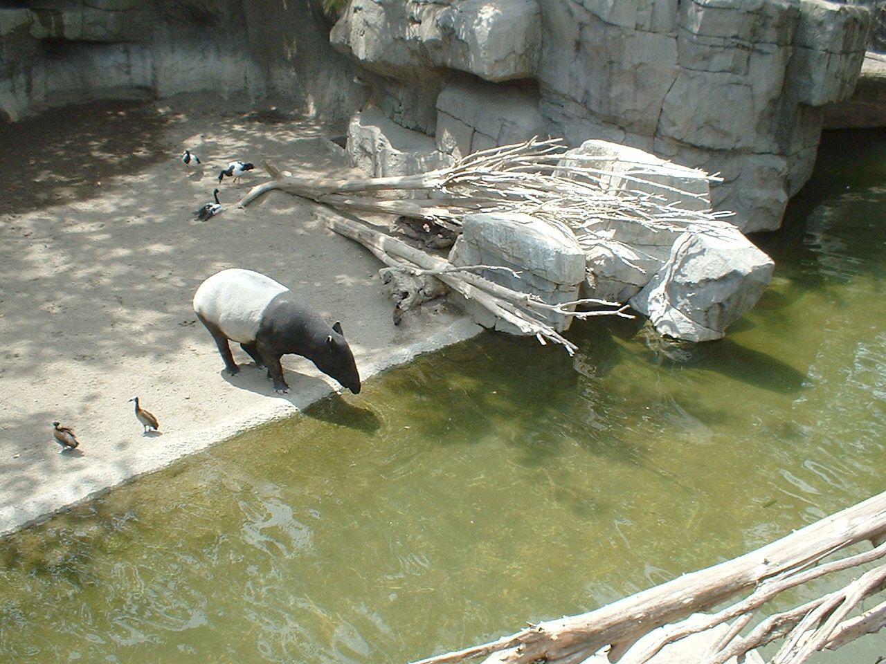 Malayan tapir at Fuengirola Zoo, 30 April 2009