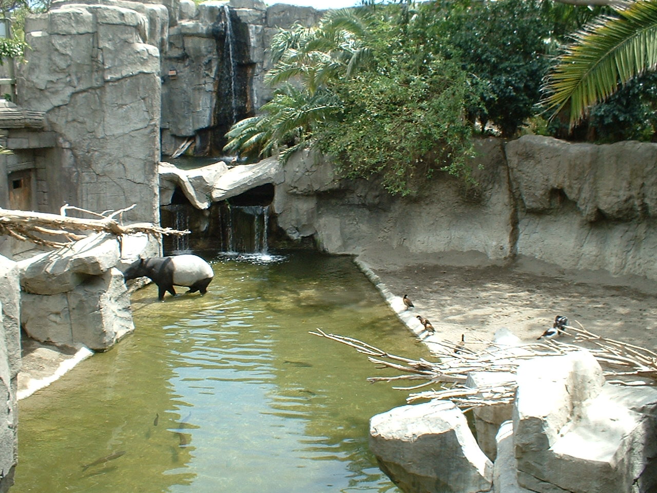 Malayan tapir at Fuengirola Zoo, 30 April 2009