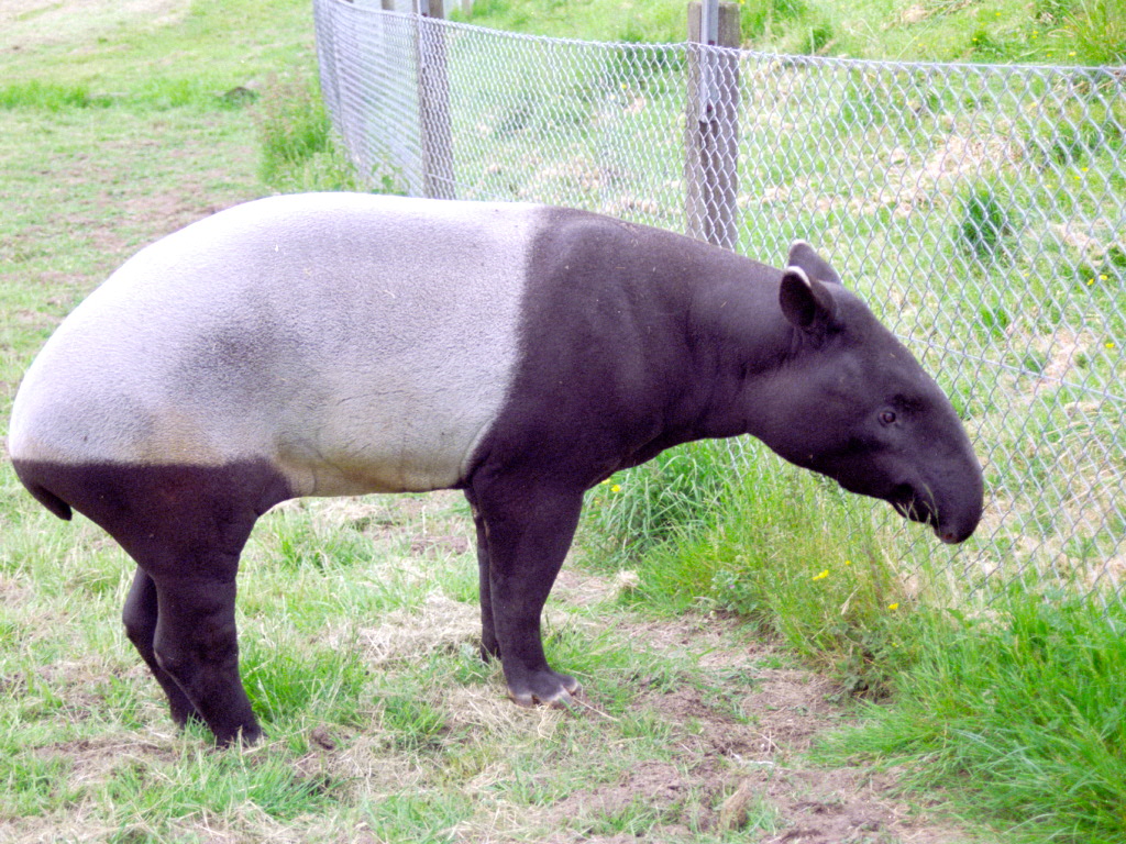 Malayan Tapir at Marwell 29/05/2005