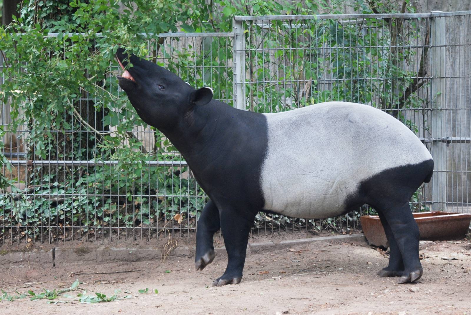 Malayan Tapir at Nuremberg, 04/09/15
