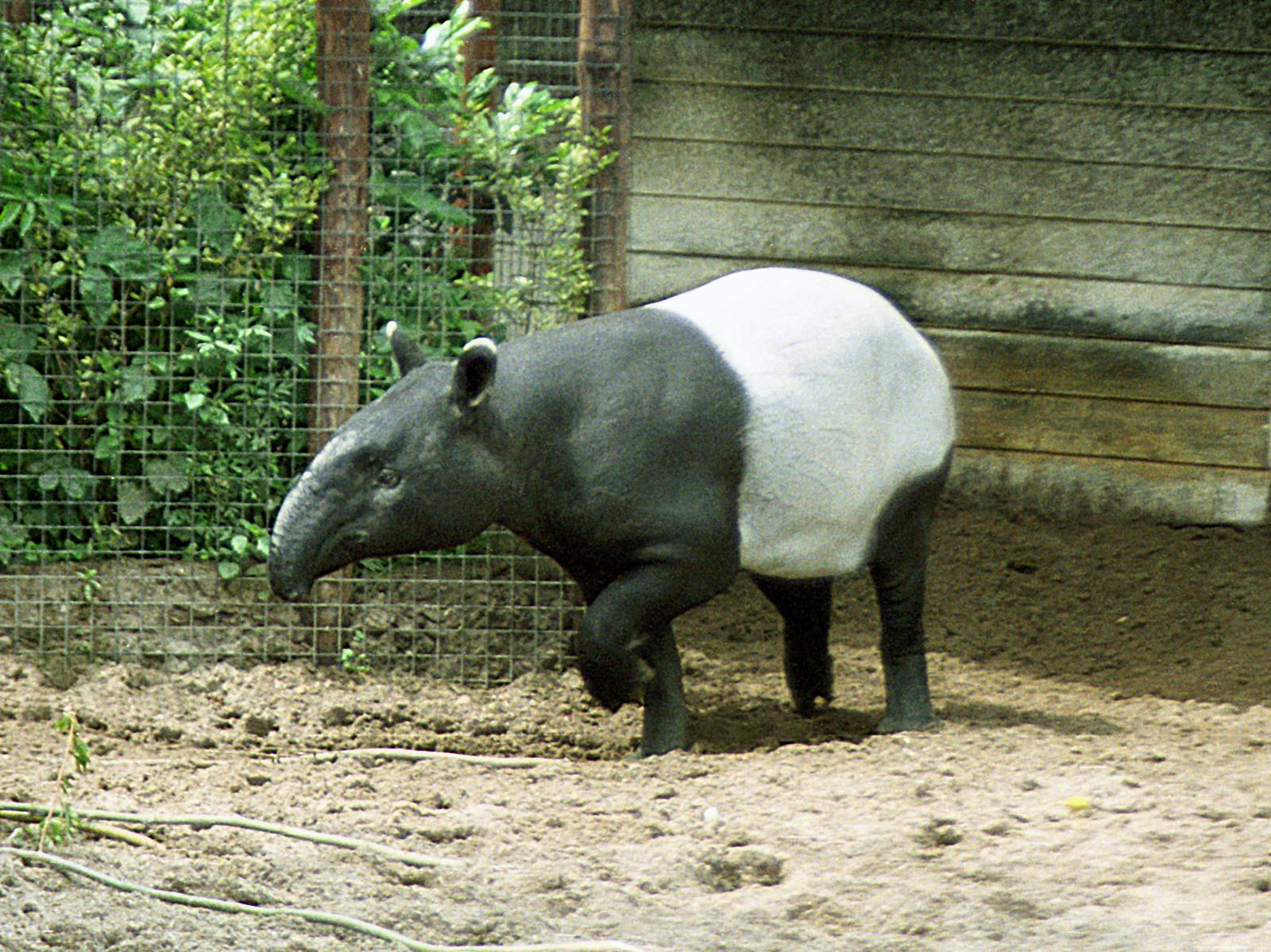 Malayan tapir at Rotterdam 1991