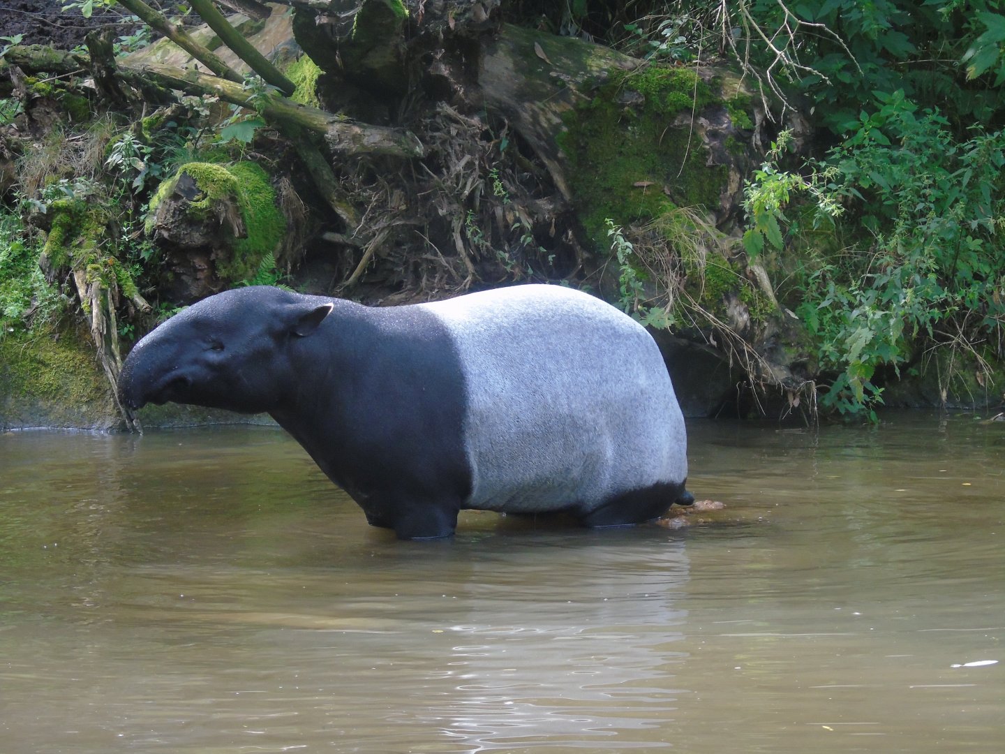 Malayan tapir - August 2017