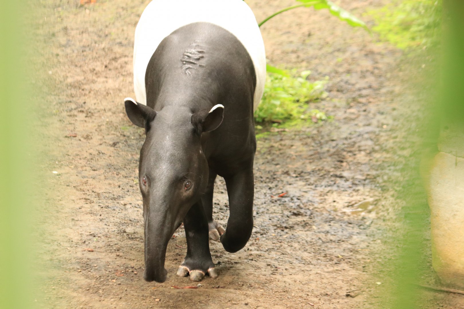 Malayan tapir (August 2019)