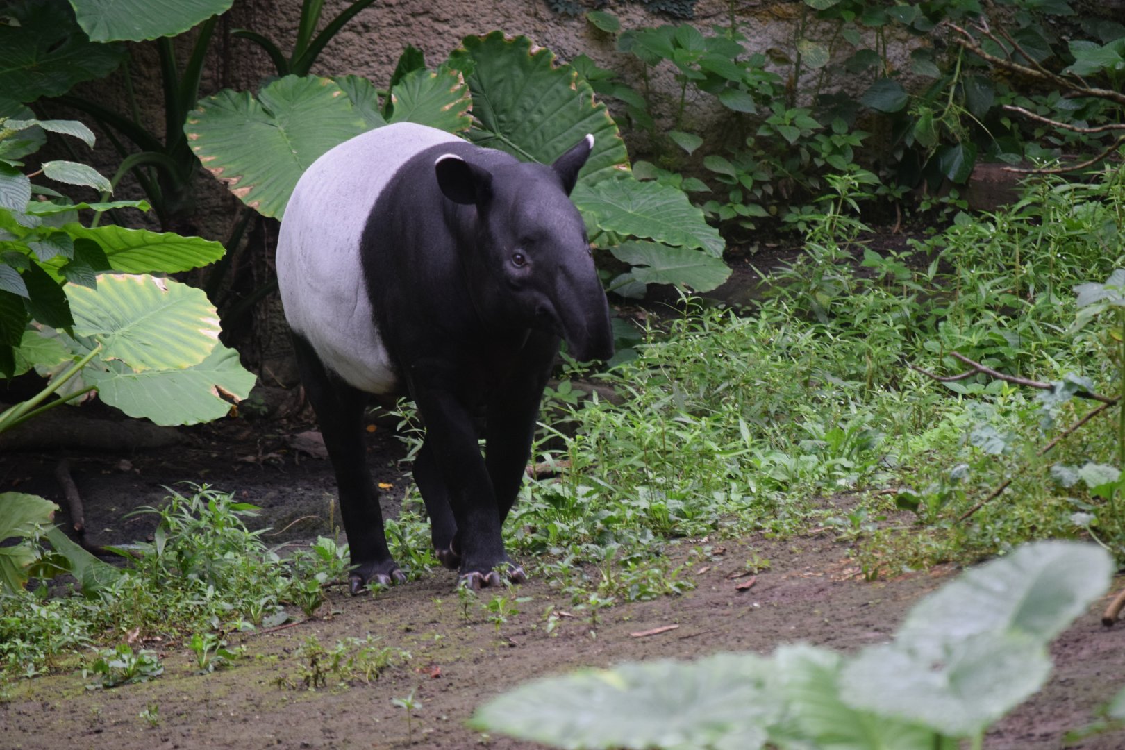Malayan tapir - August 2019
