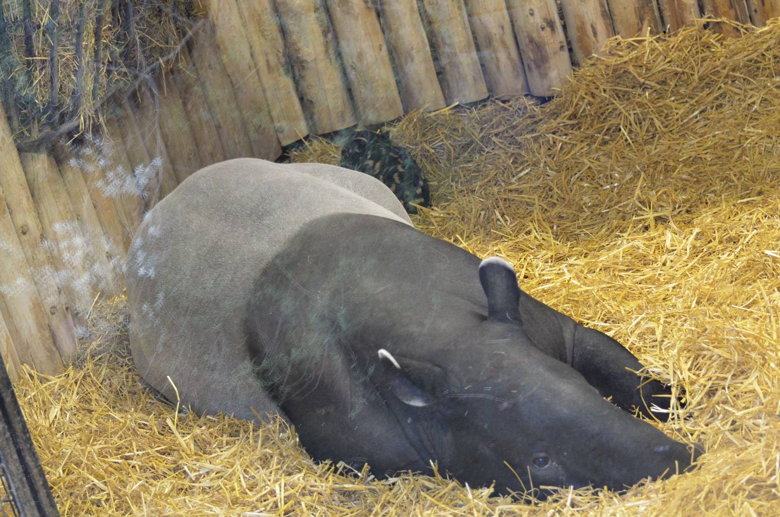 Malayan Tapir baby 03/01/2015