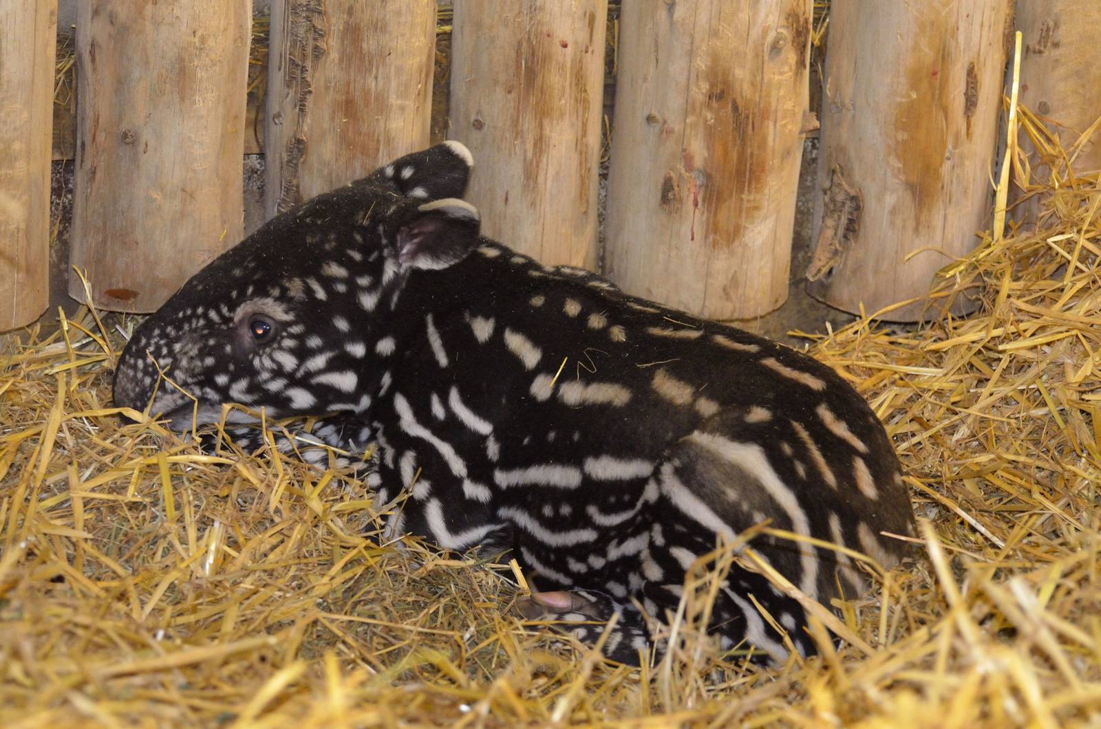 Malayan Tapir baby 03/01/2015
