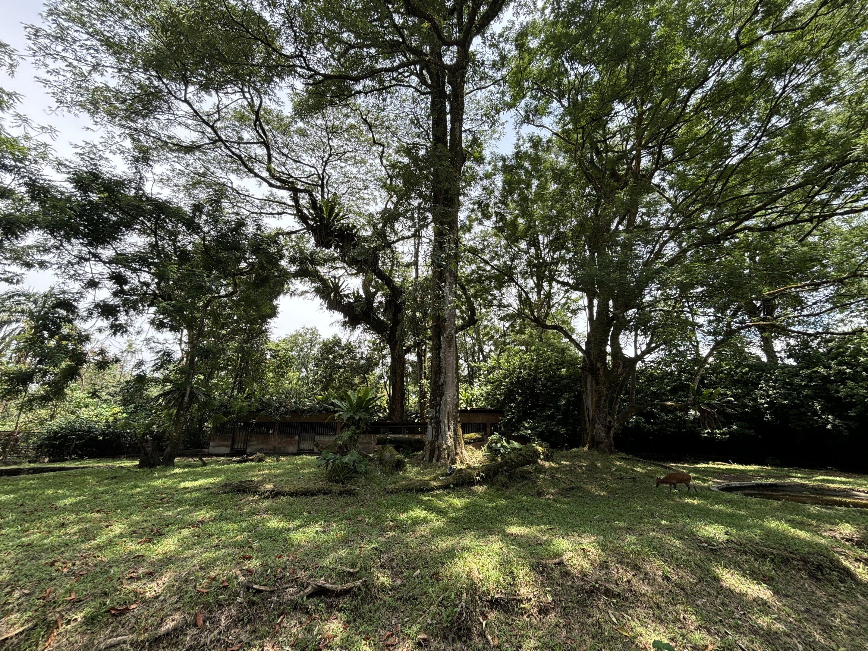 Malayan Tapir/Barking Deer Exhibit - gorgeous!