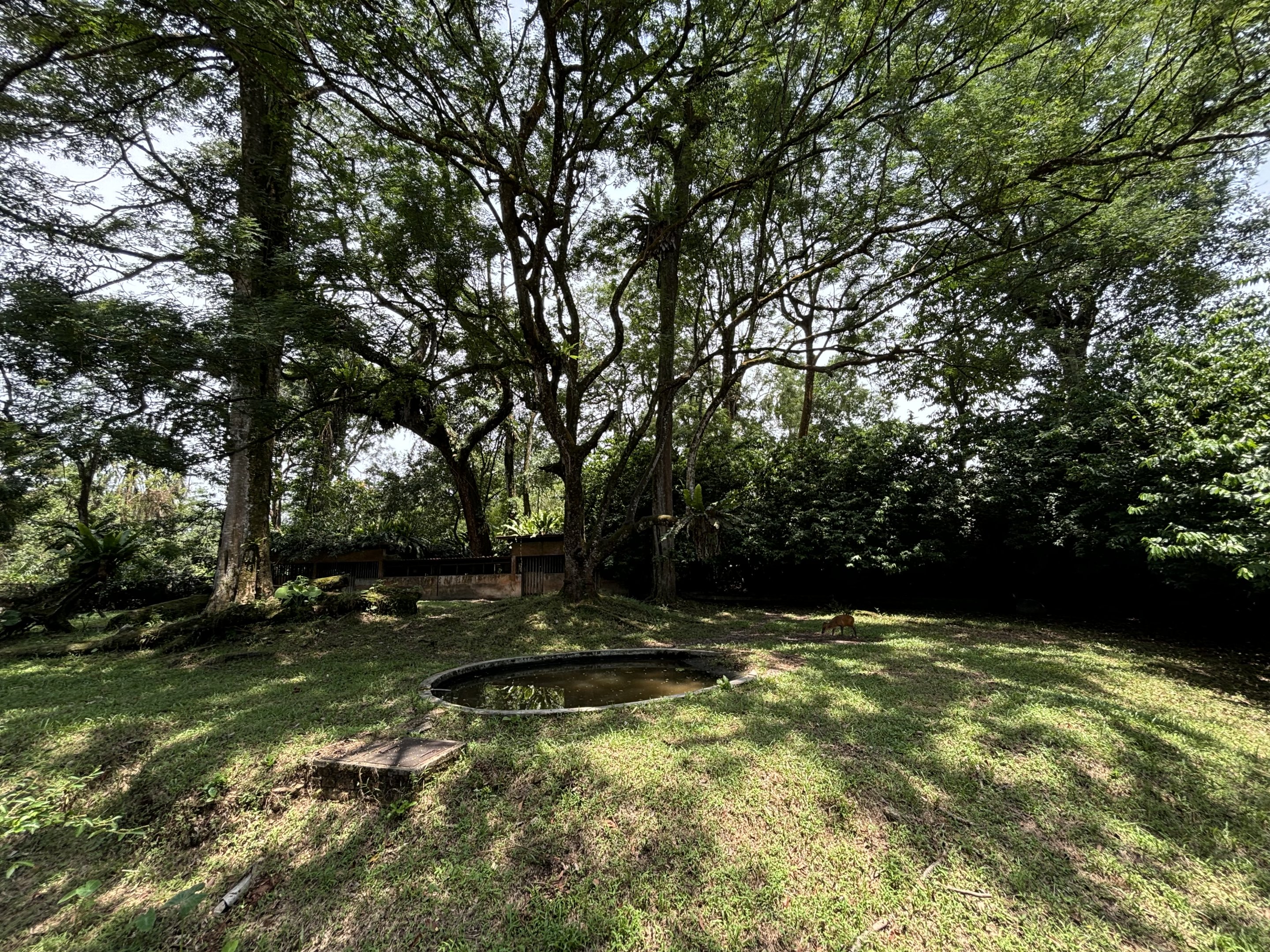 Malayan Tapir/Barking Deer Exhibit