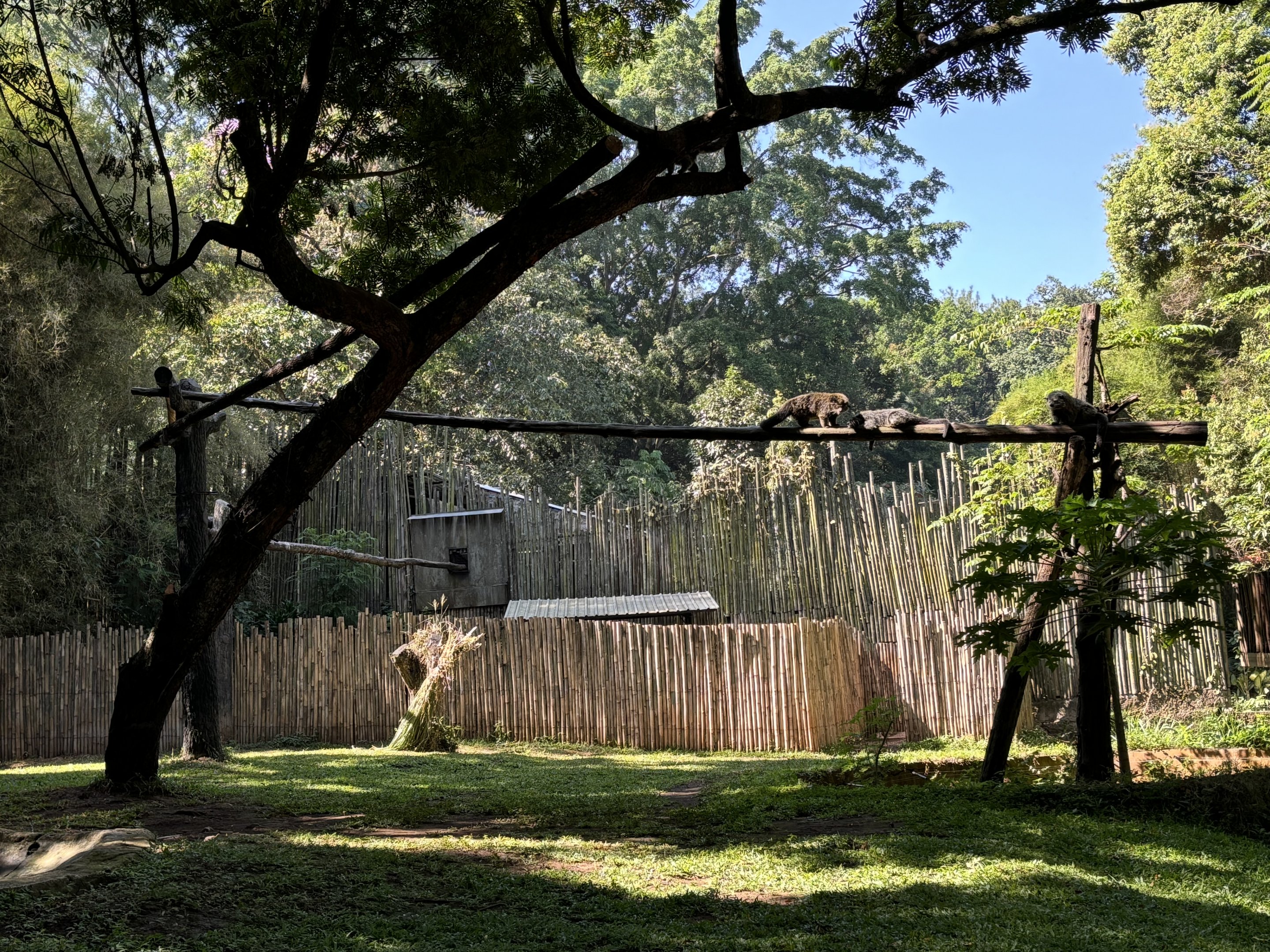 Malayan Tapir + Binturong Exhibits