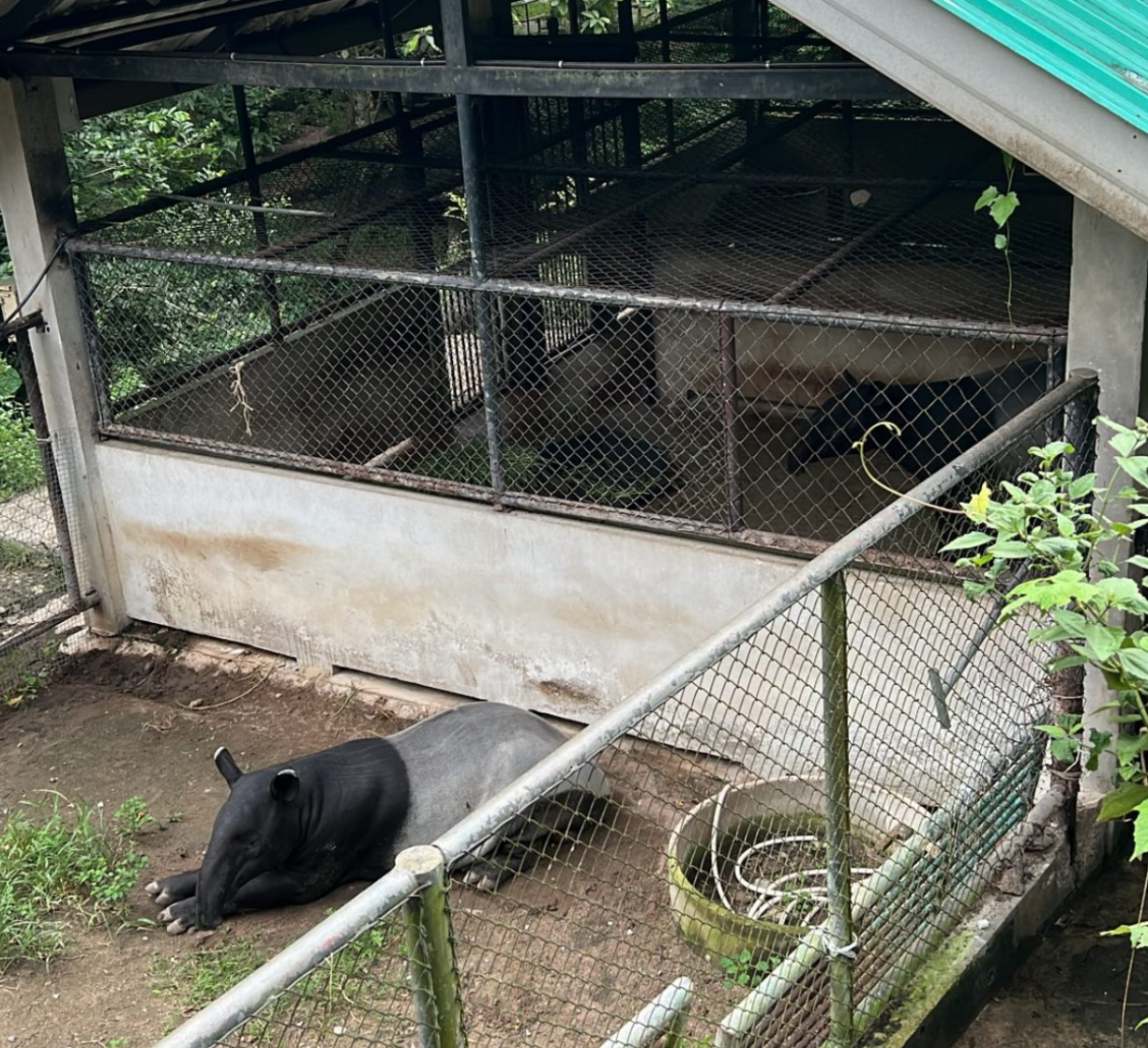 Malayan tapir Breeding centre