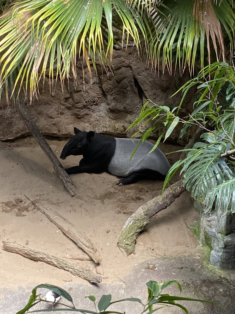 Malayan Tapir - Bronx Zoo