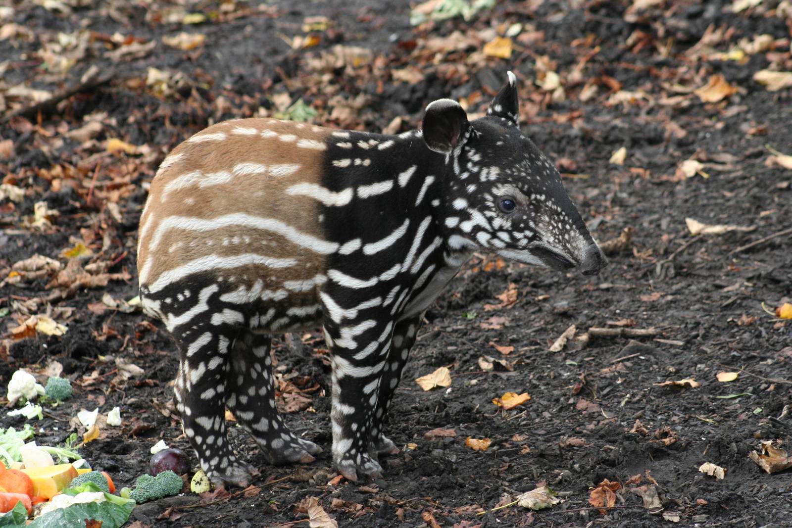Malayan Tapir calf @ Edinburgh 20.10.2011