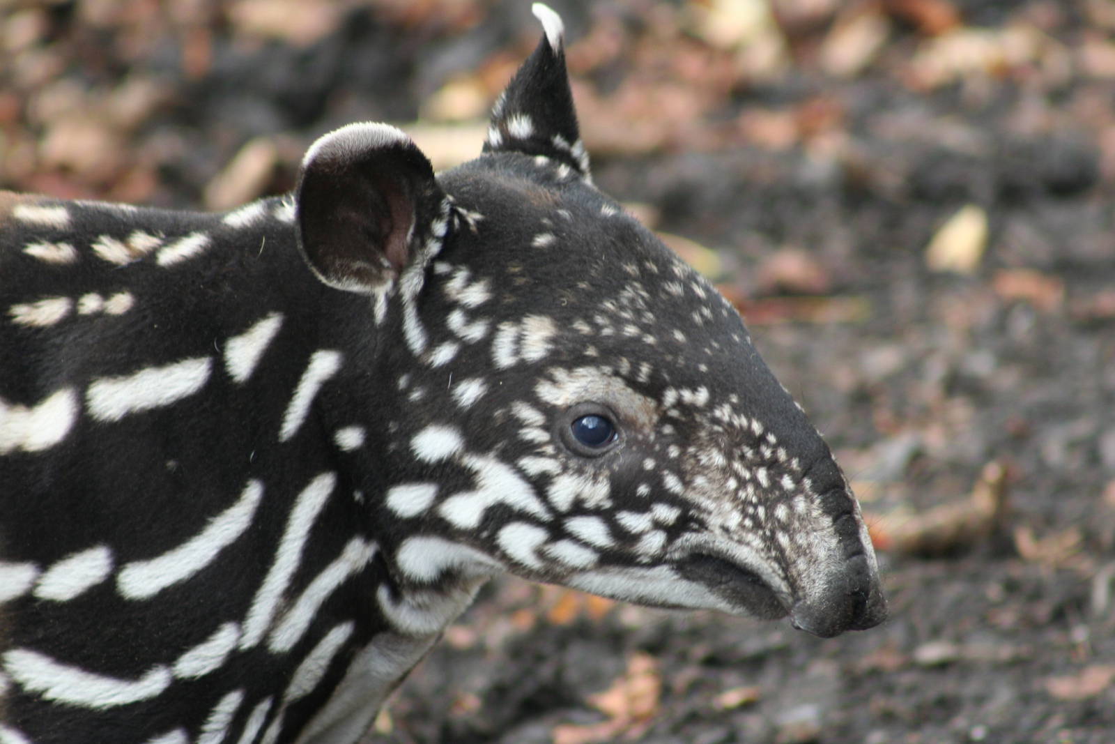 Malayan Tapir calf @ Edinburgh 20.10.2011