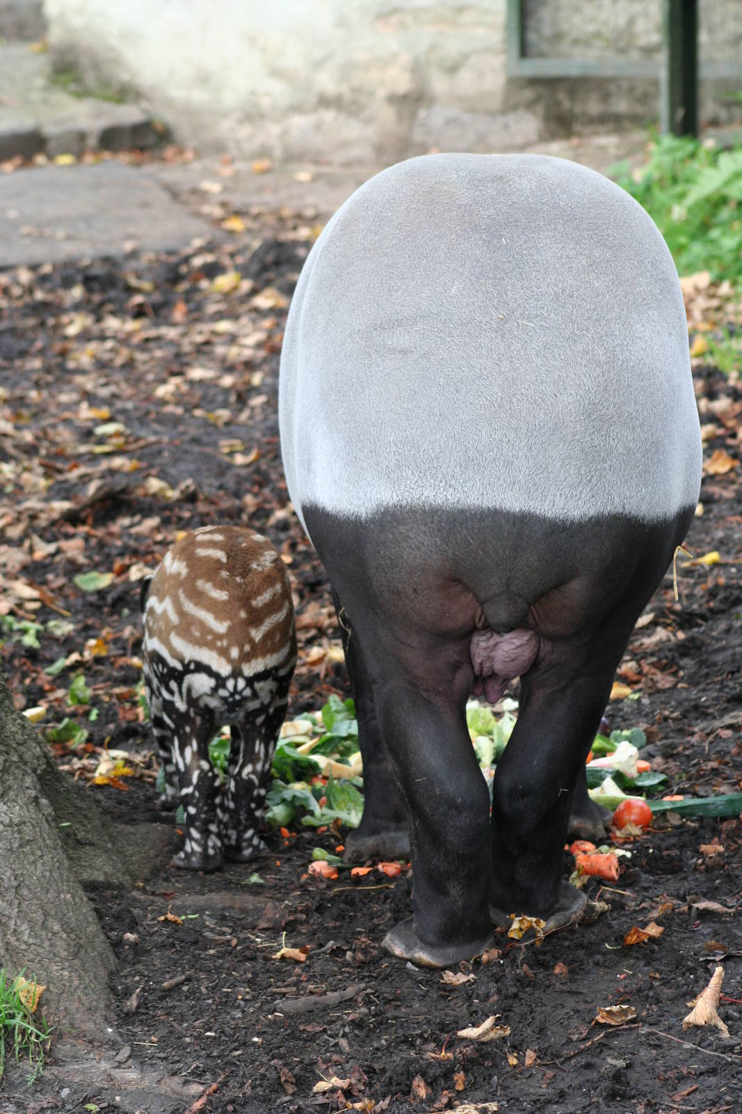 Malayan Tapir & calf @ Edinburgh 20.10.2011