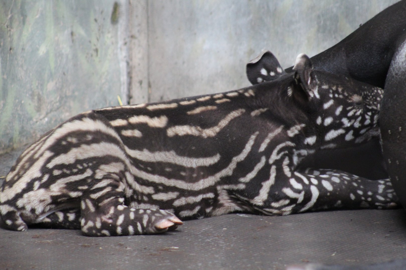Malayan Tapir Calf