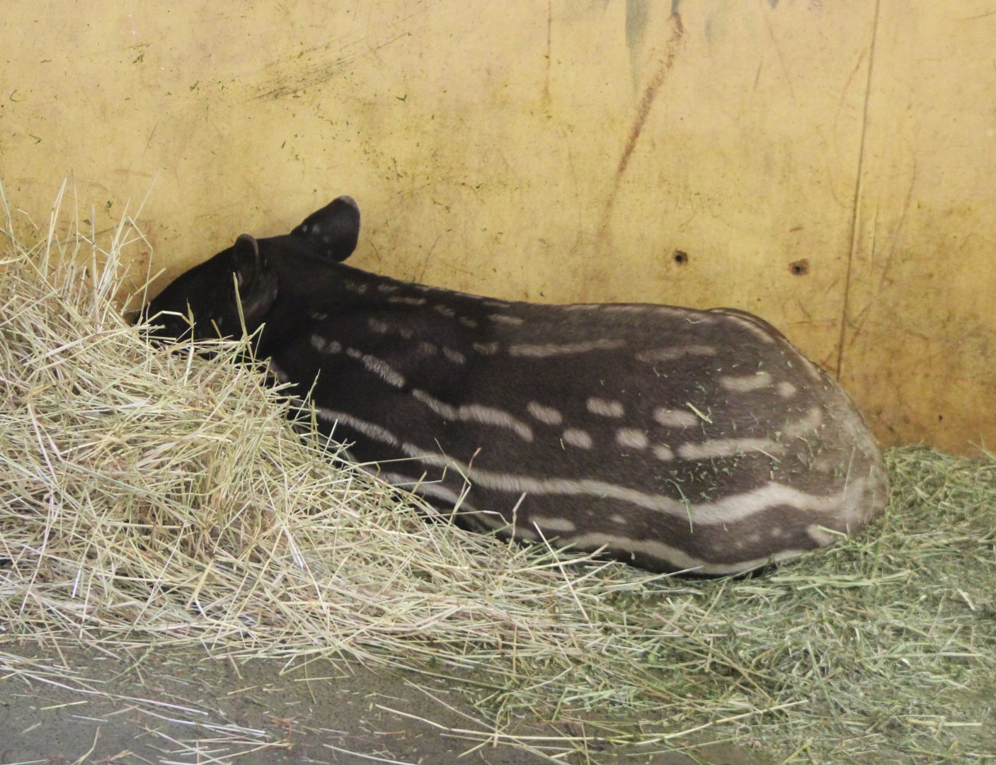 Malayan tapir calf