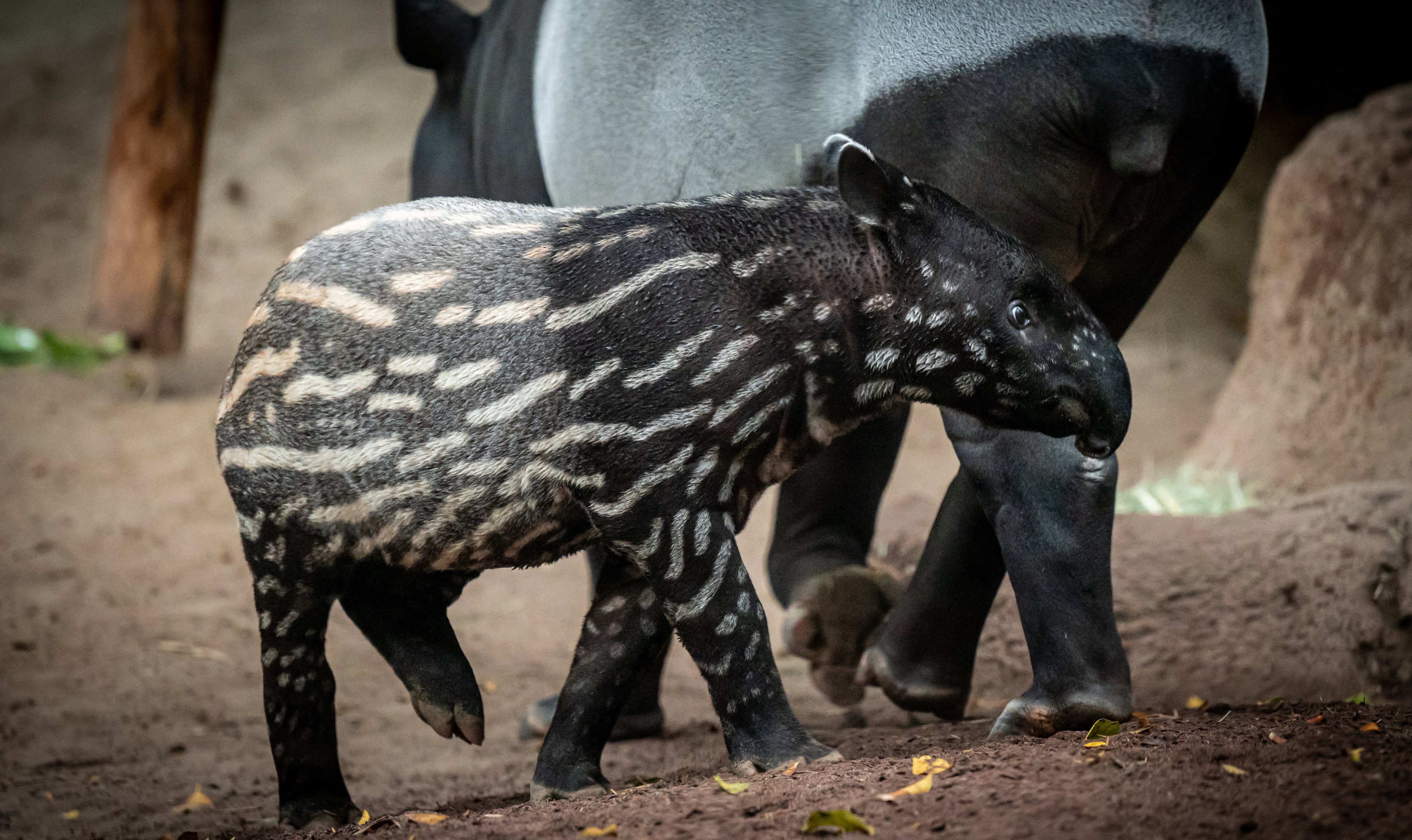 Malayan Tapir calf