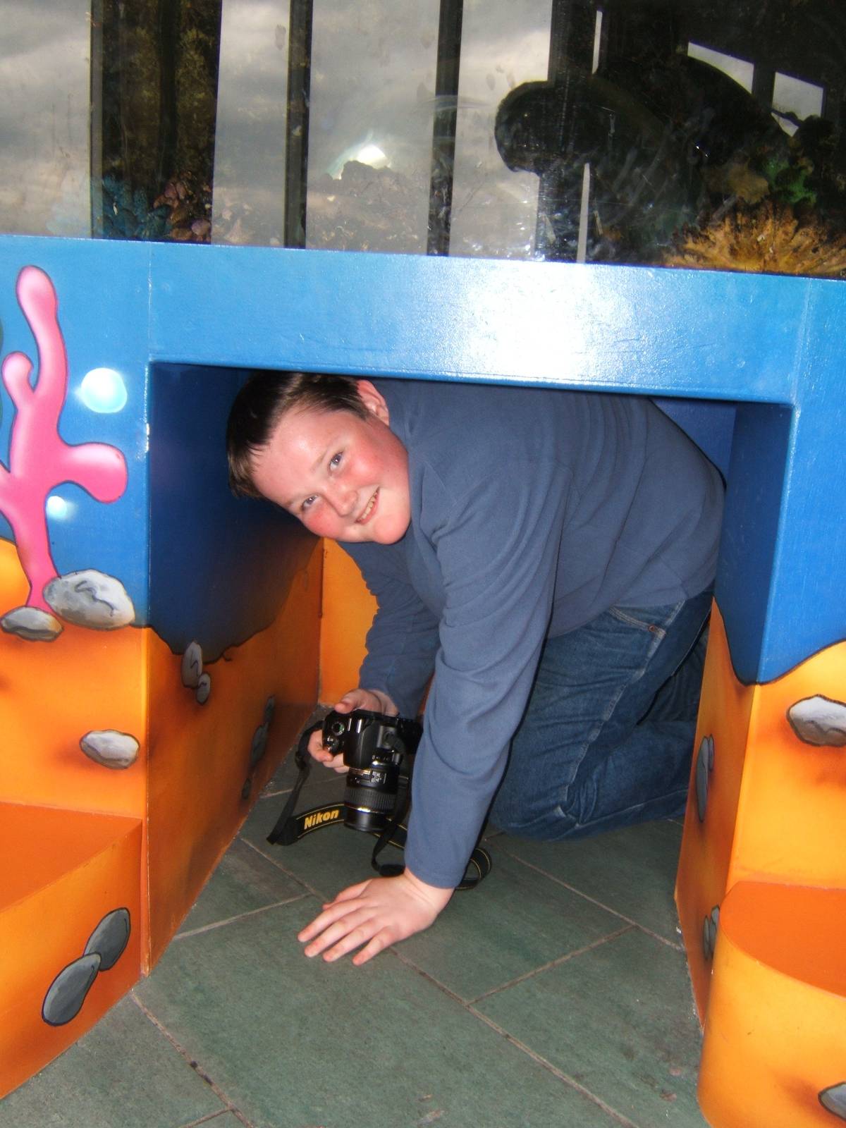 Malayan Tapir caught coming out of a tank that kids can view from the insid
