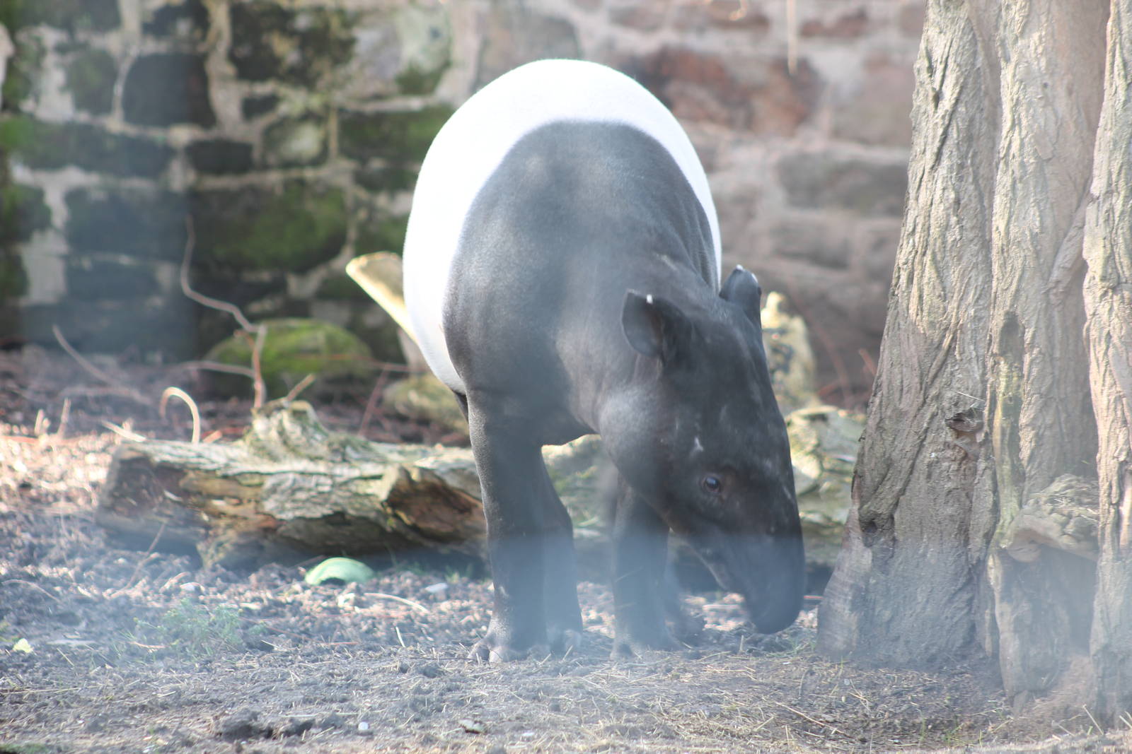 Malayan Tapir Chester Zoo 2013