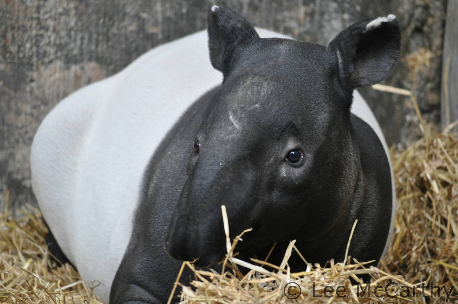 Malayan Tapir Chester Zoo