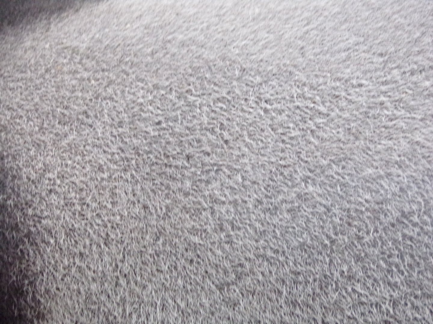 Malayan tapir closeup 29.6.24