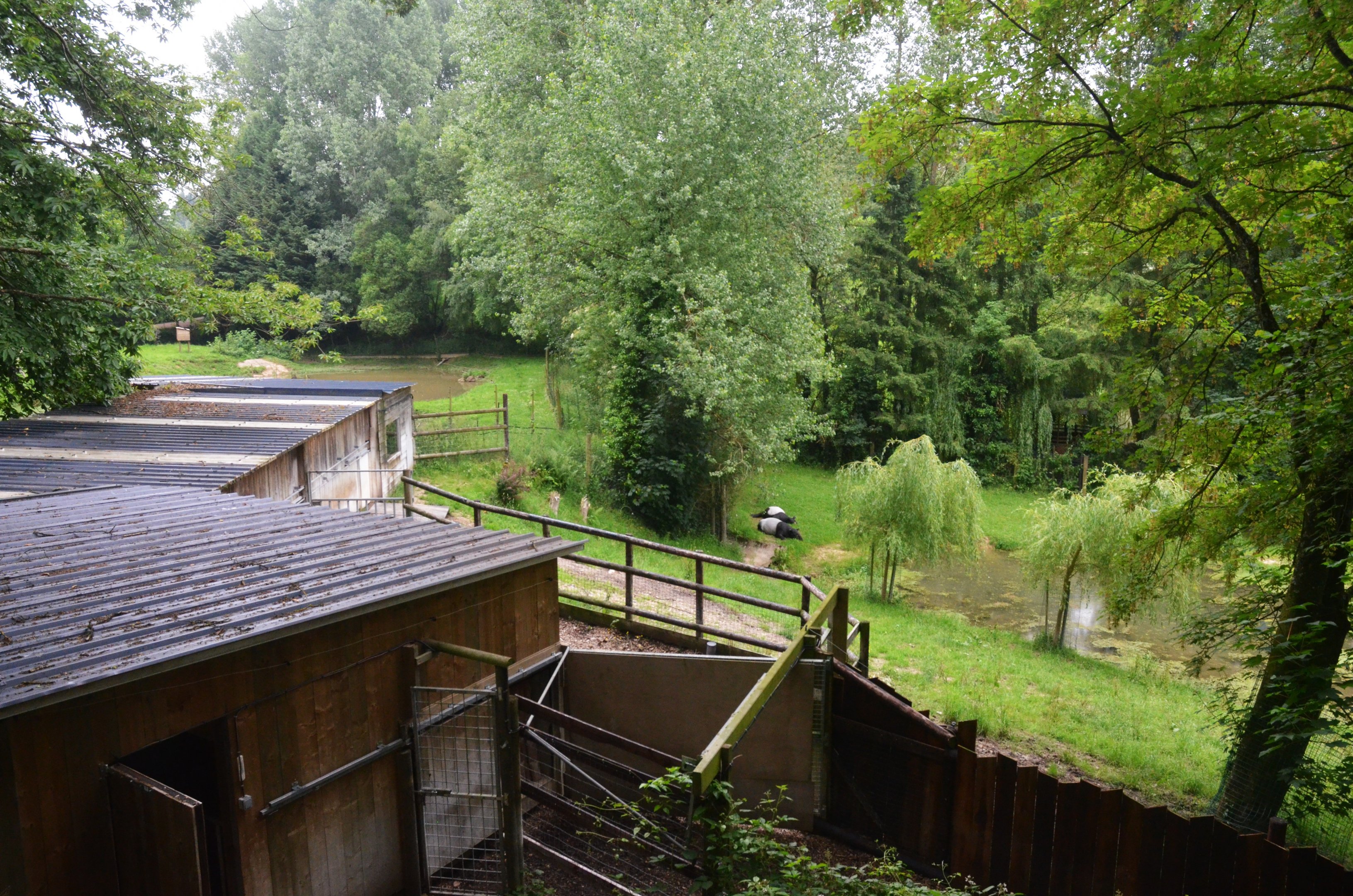 Malayan Tapir Complex at CERZA, 10/06/18
