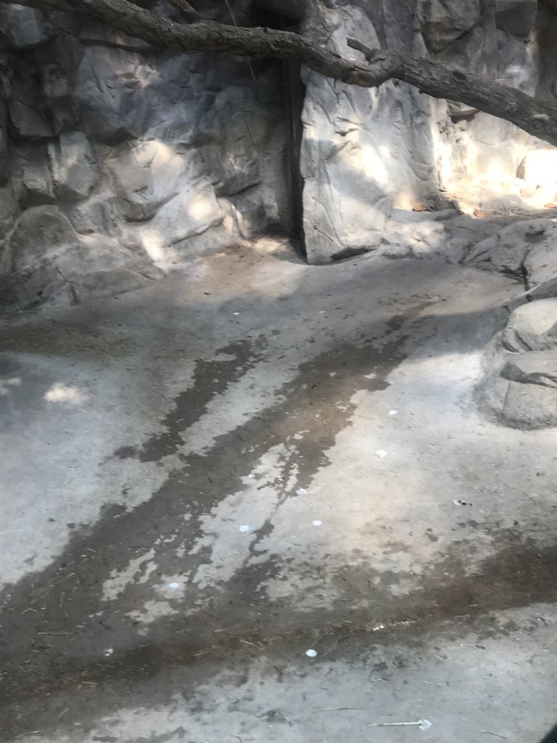 Malayan tapir/ demoiselle crane exhibit (strangely not includeing wood chips)