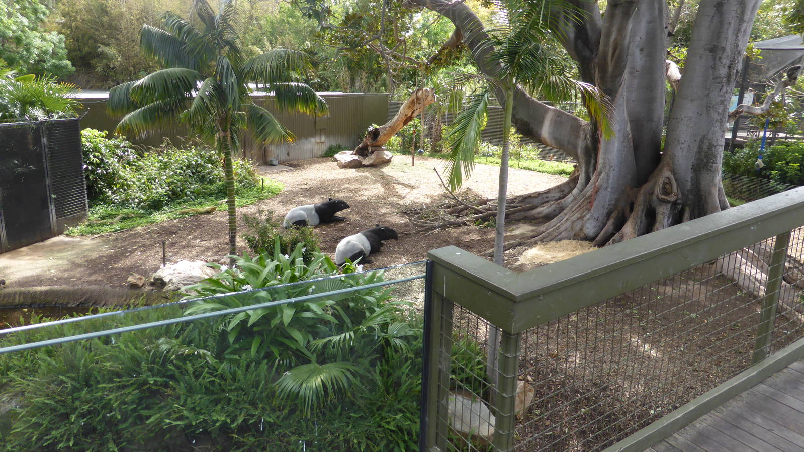 Malayan Tapir/Dusky Langur