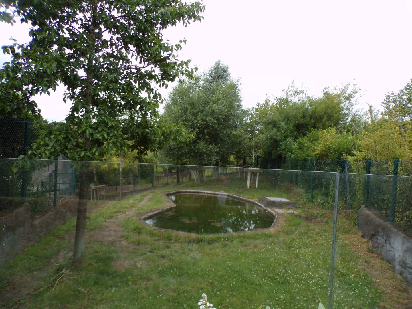 Malayan tapir enclosure 29.6.24