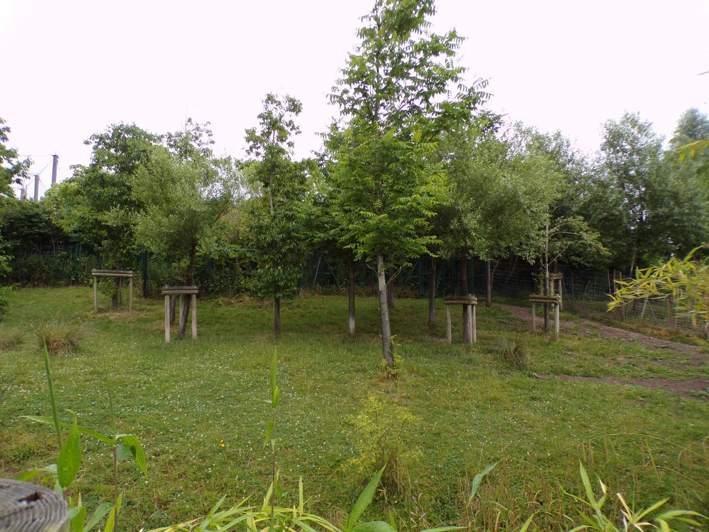 Malayan tapir enclosure 29.6.24
