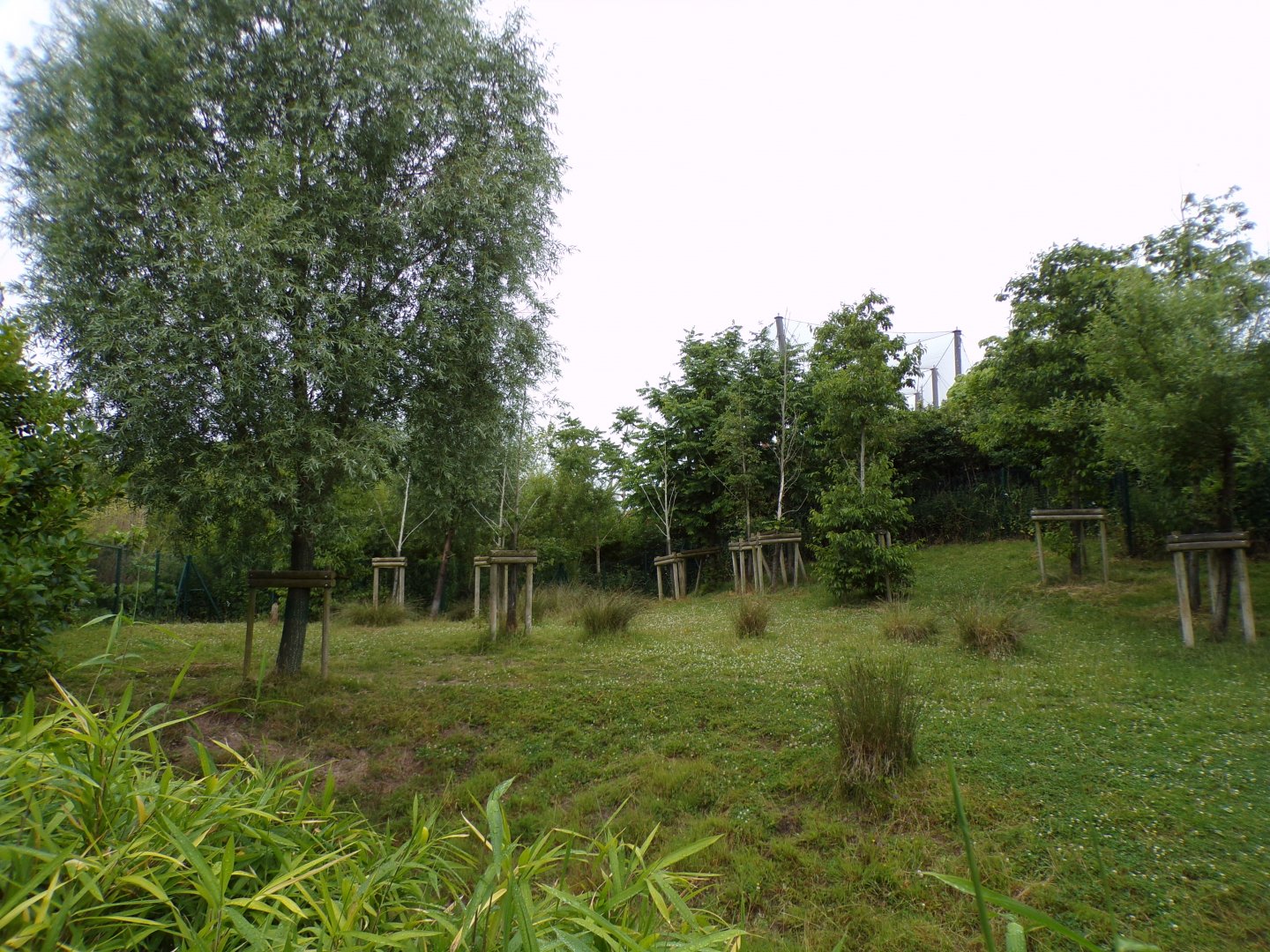 Malayan tapir enclosure 29.6.24