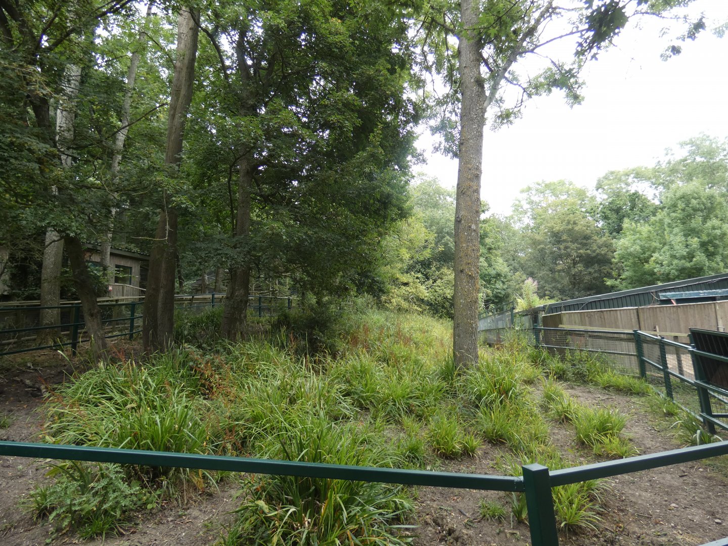 Malayan Tapir enclosure (3)