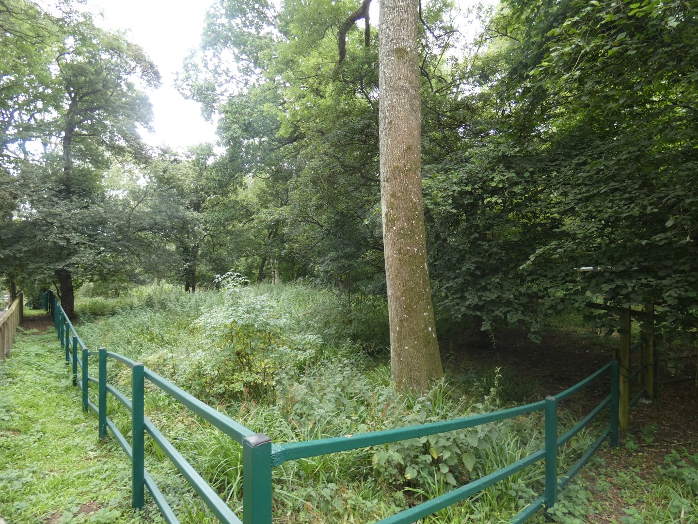 Malayan Tapir enclosure (4)