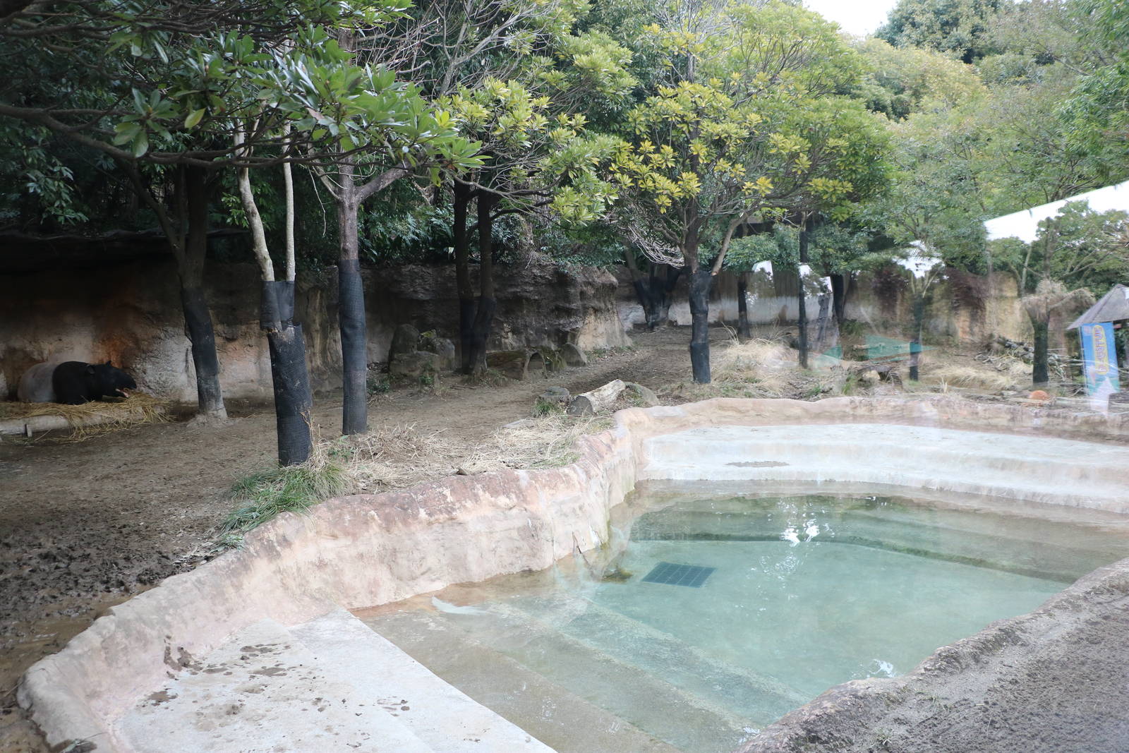 Malayan tapir enclosure, February 2016