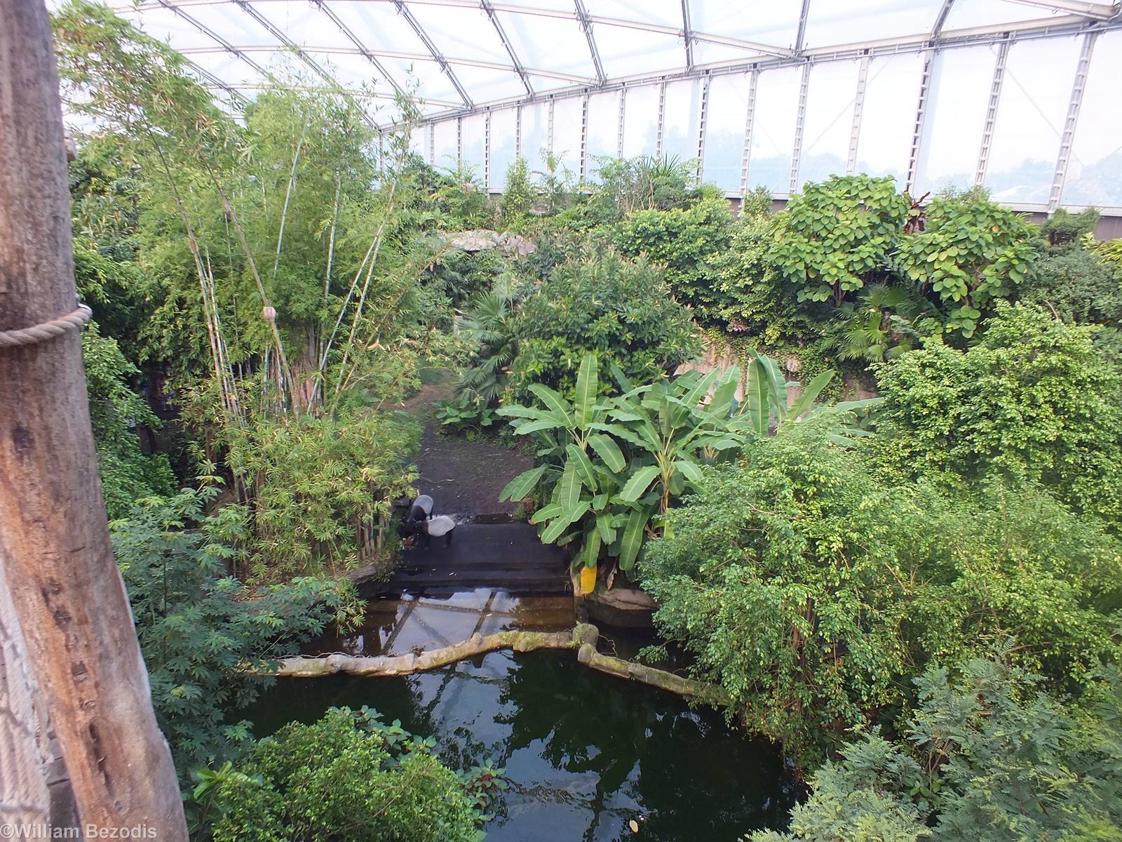 Malayan Tapir Enclosure from above in Gondwanaland