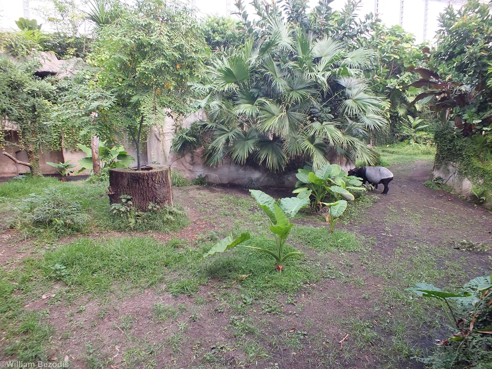 Malayan Tapir Enclosure in Gondwanaland