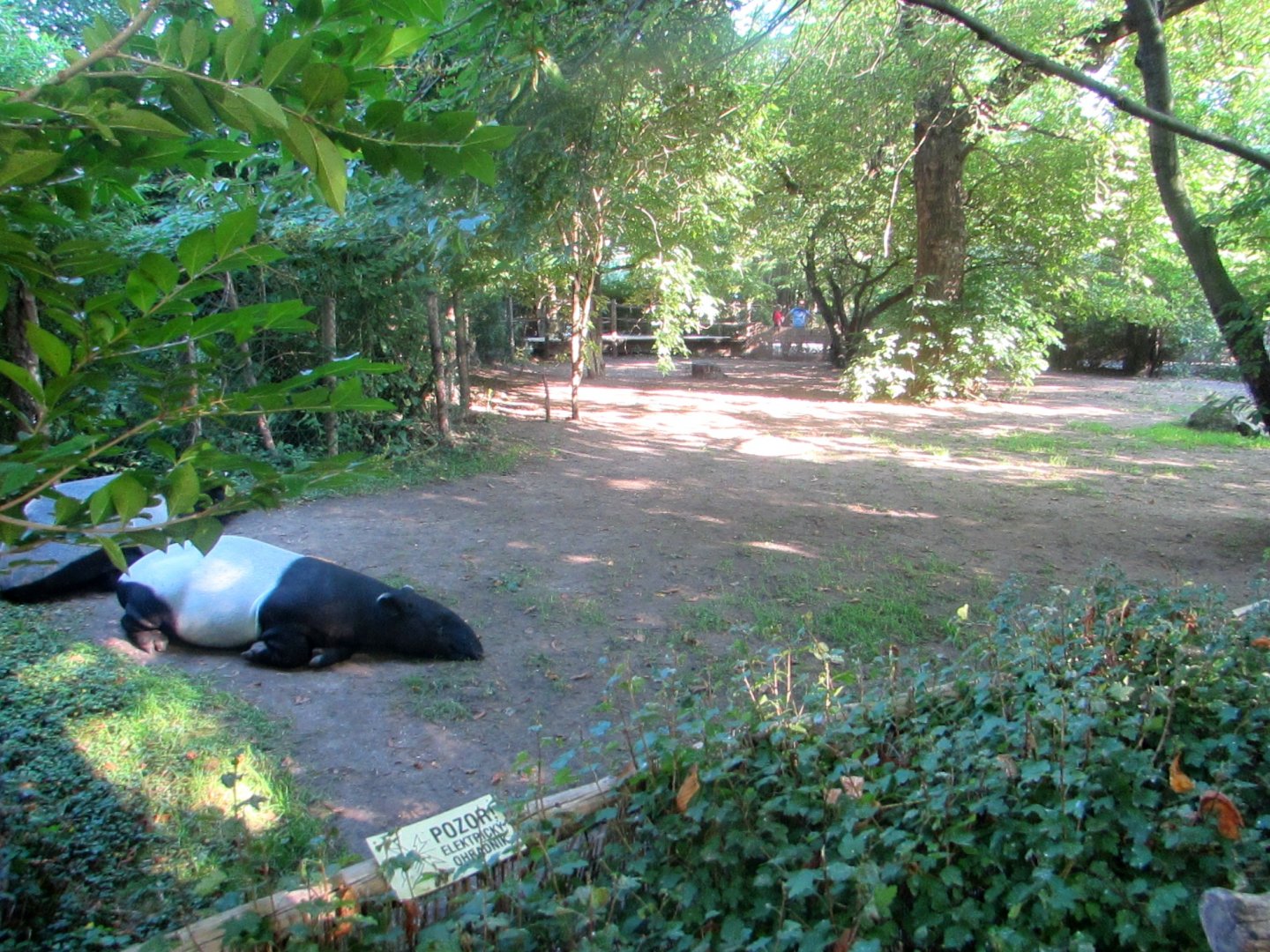 Malayan Tapir enclosure - July/2017