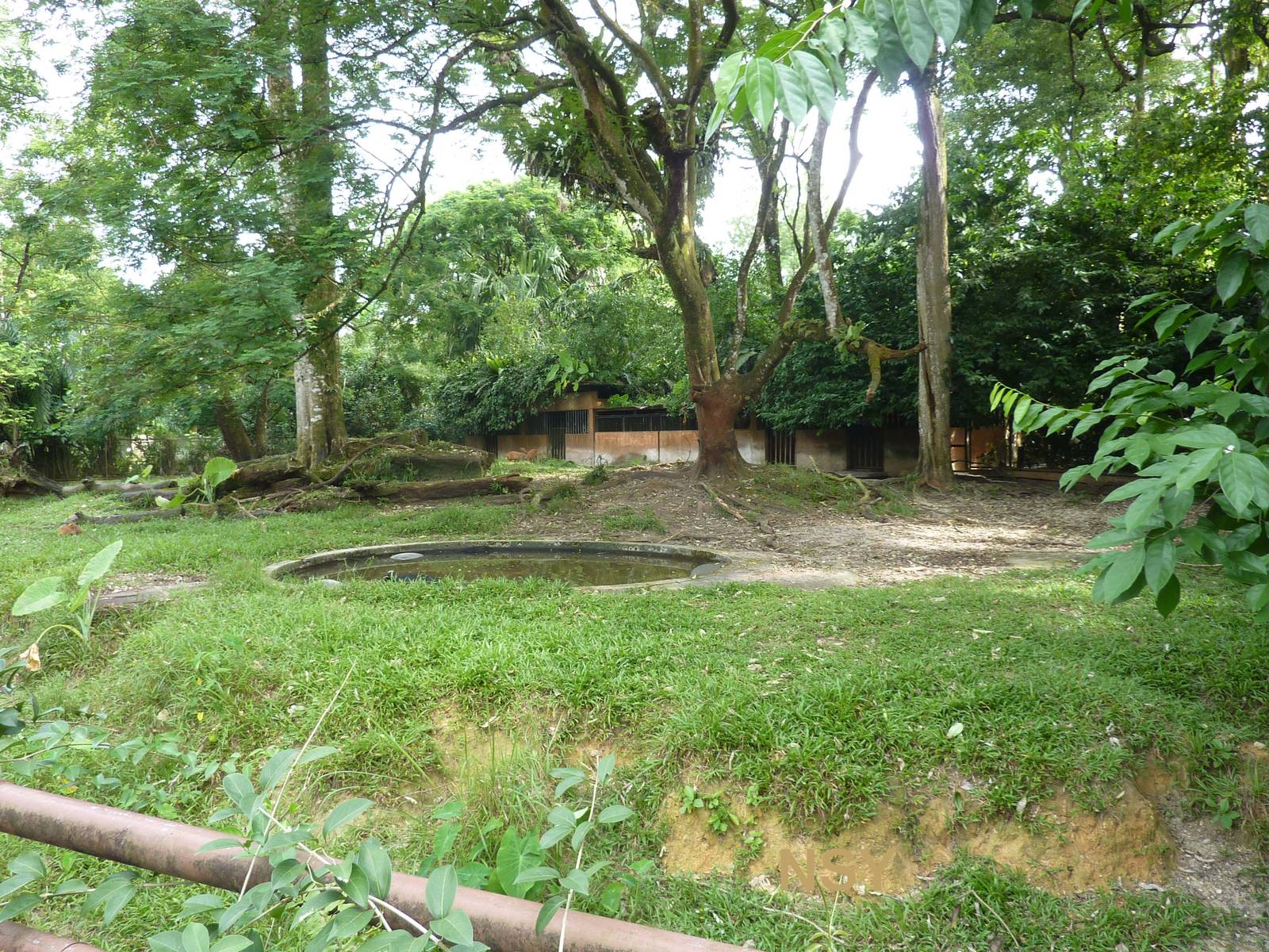 Malayan tapir enclosure, May 2013