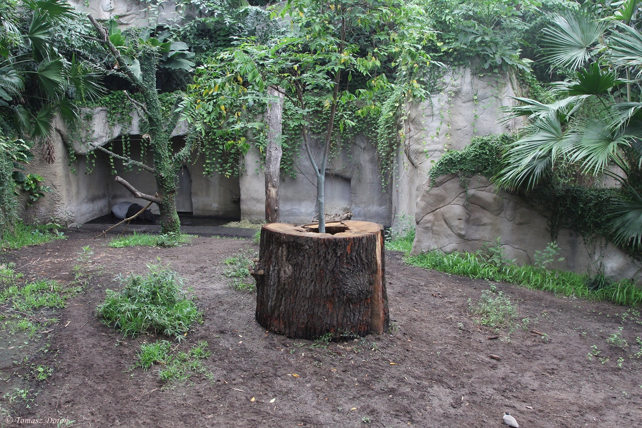 Malayan Tapir enclosure