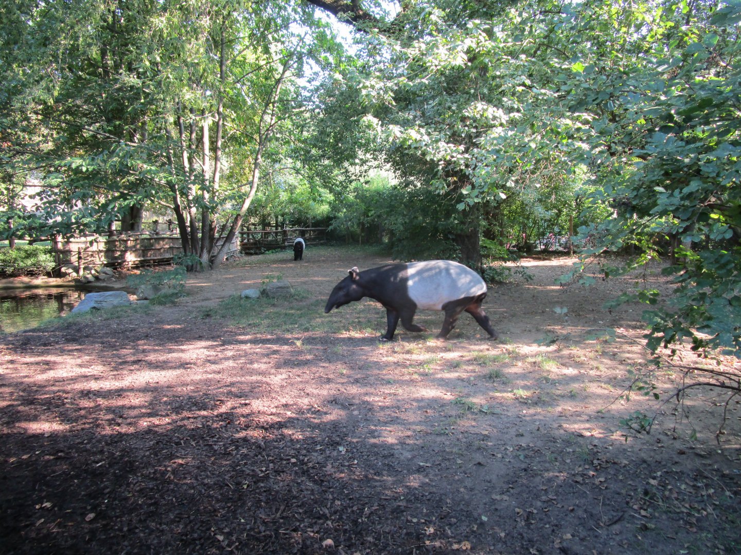 Malayan Tapir Enclosure