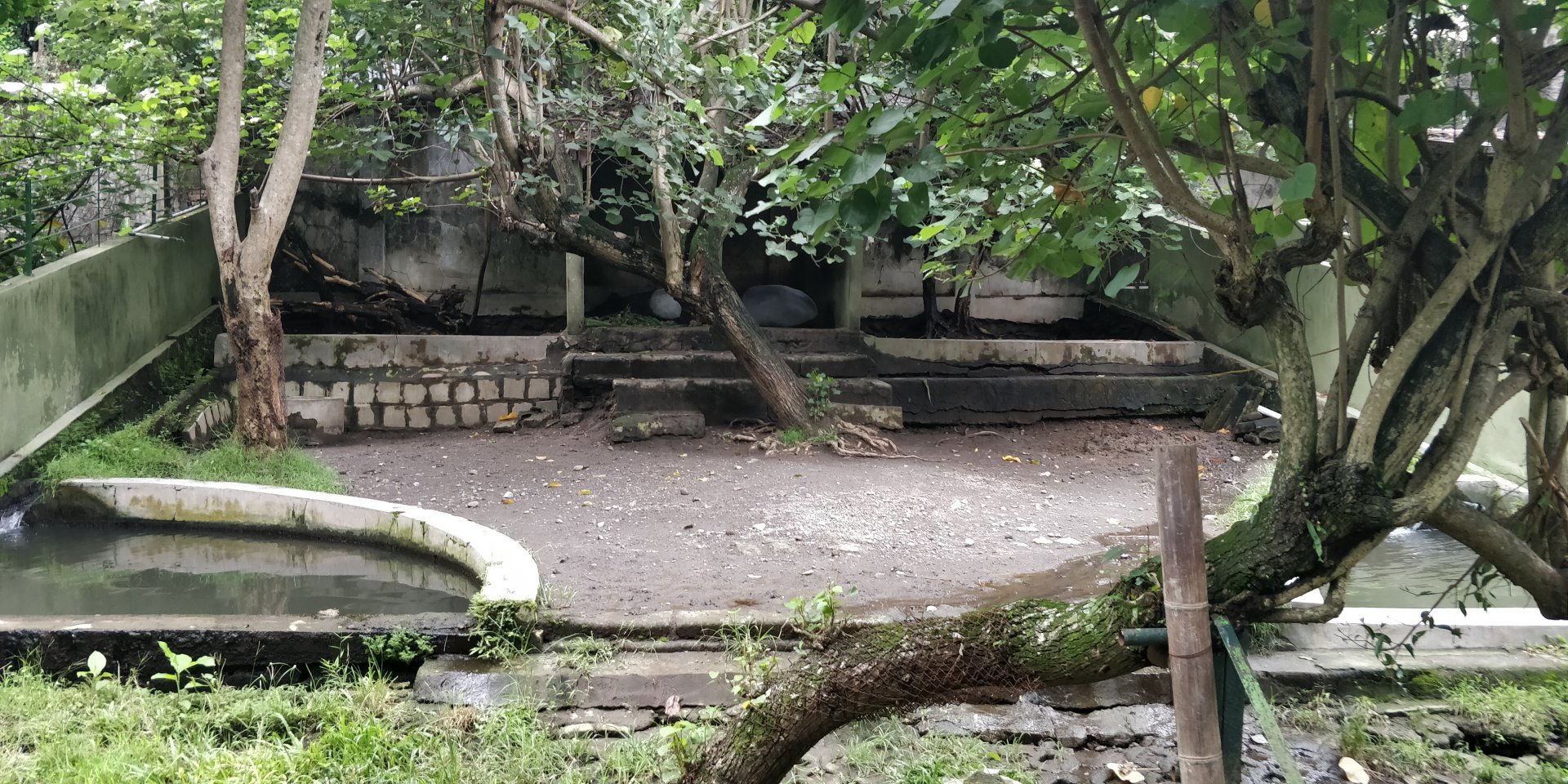 Malayan tapir enclosure
