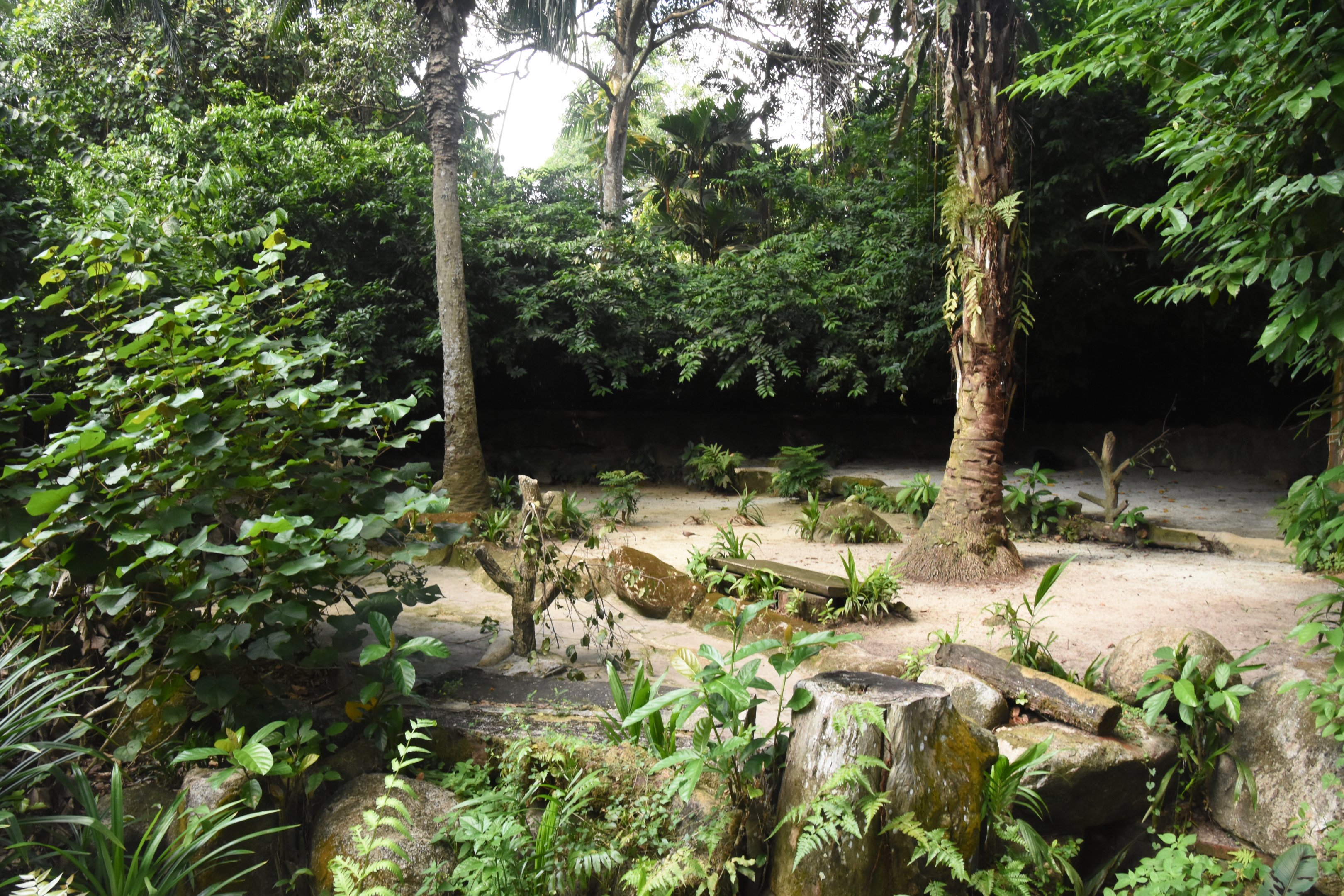 Malayan tapir enclosure