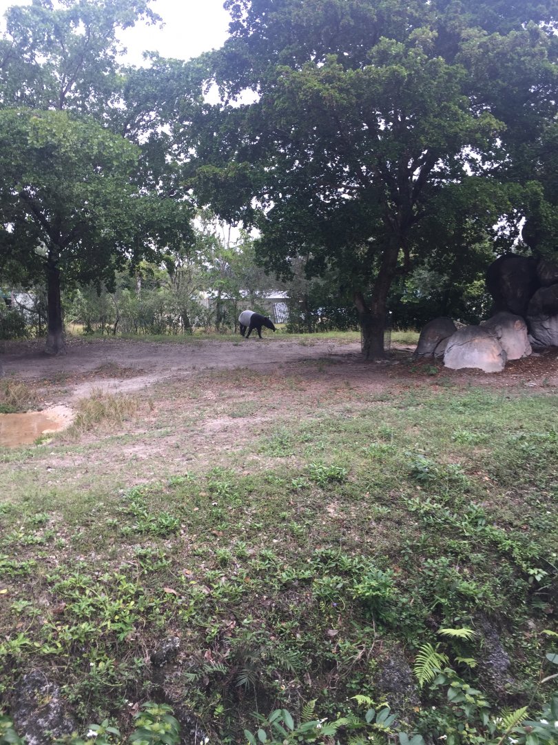Malayan Tapir Enclosure