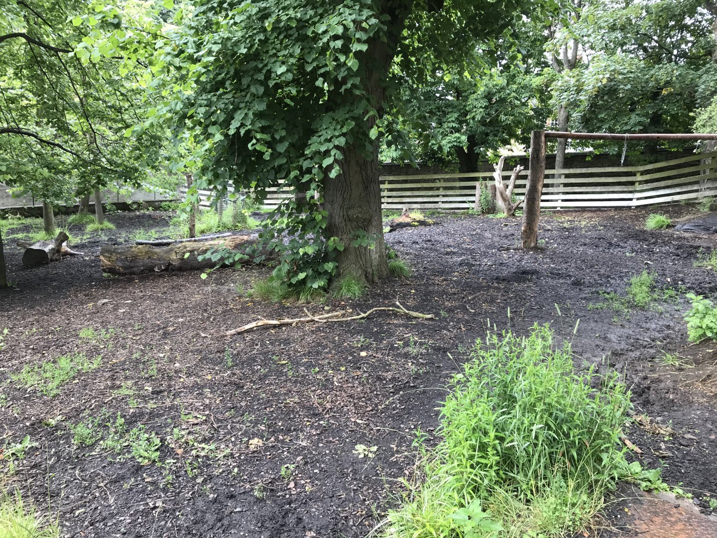 Malayan tapir enclosure