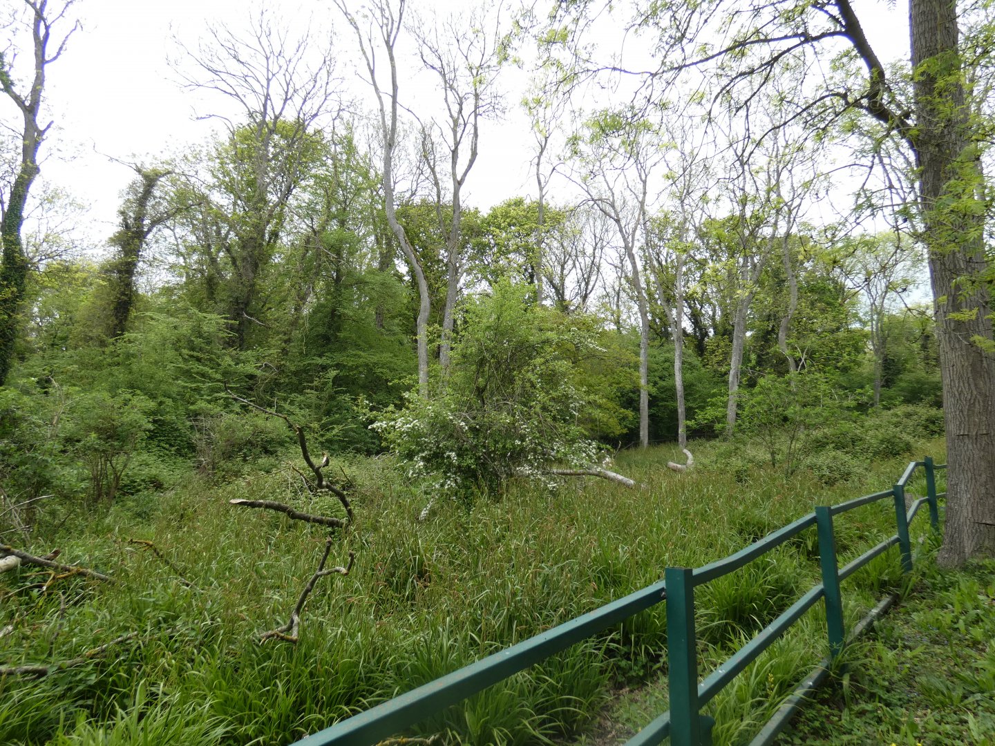 Malayan tapir enclosure