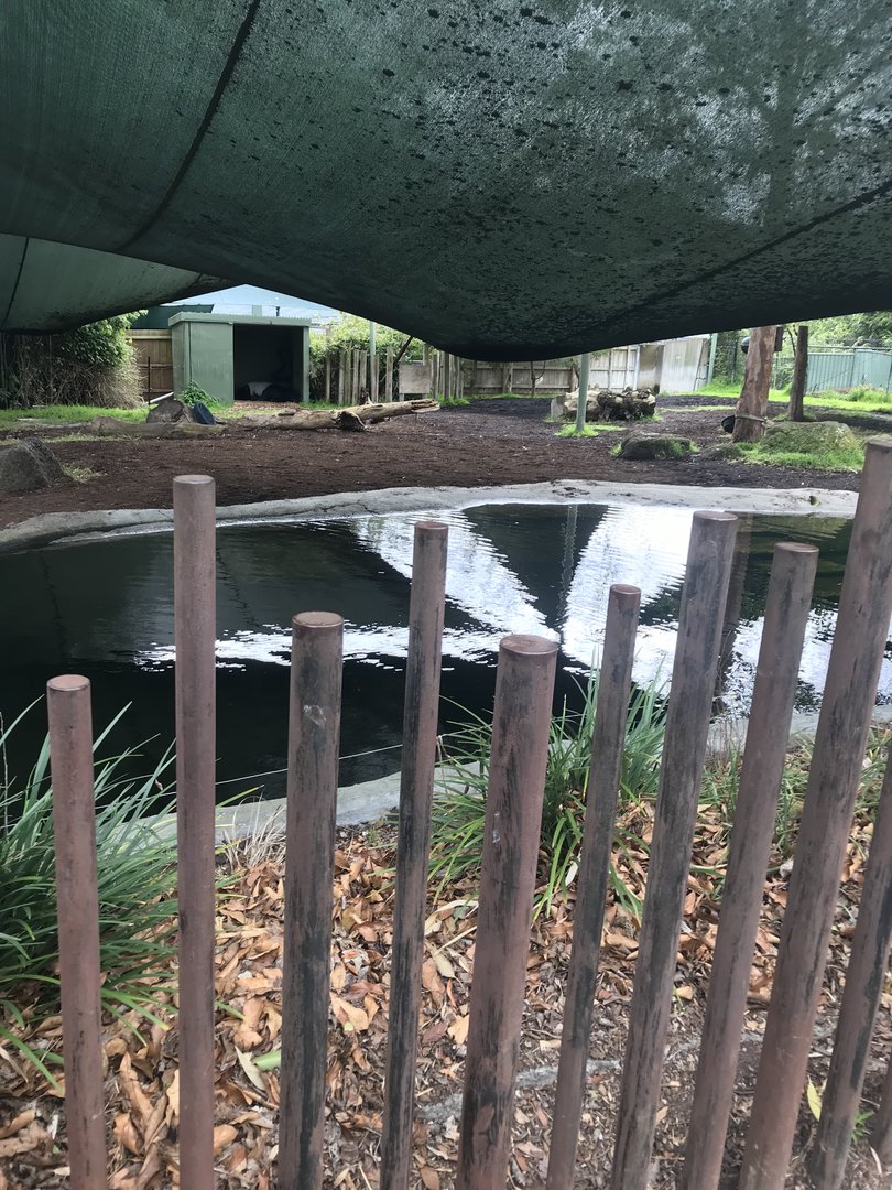 Malayan Tapir enclosure