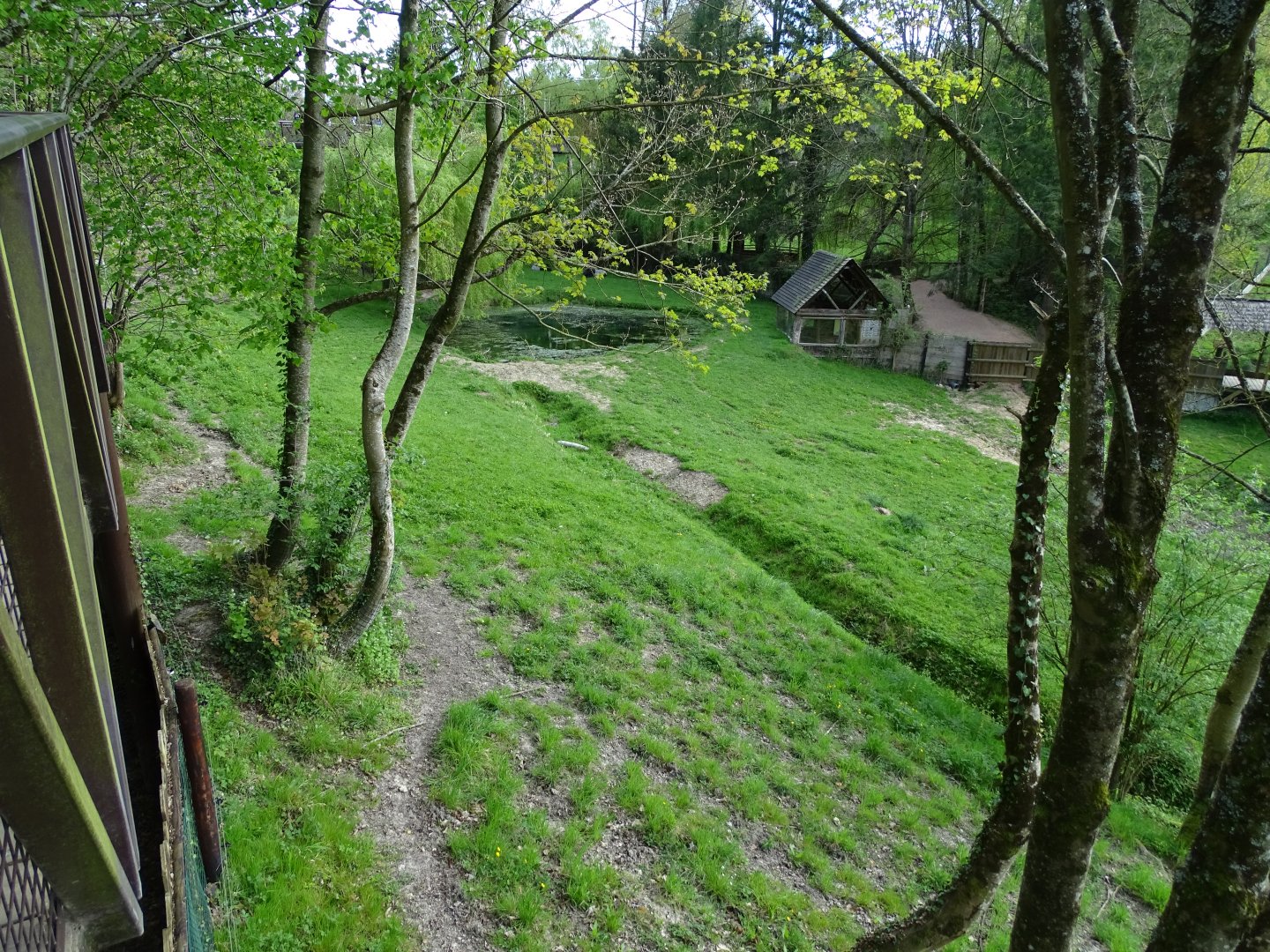 Malayan Tapir enclosure